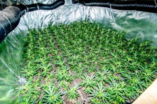 Saisie de 1.746 plantes de cannabis